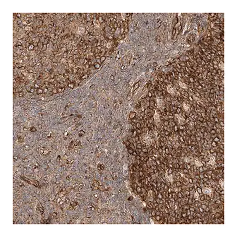 Merck Anti-NAP1L1 antibody produced in rabbit