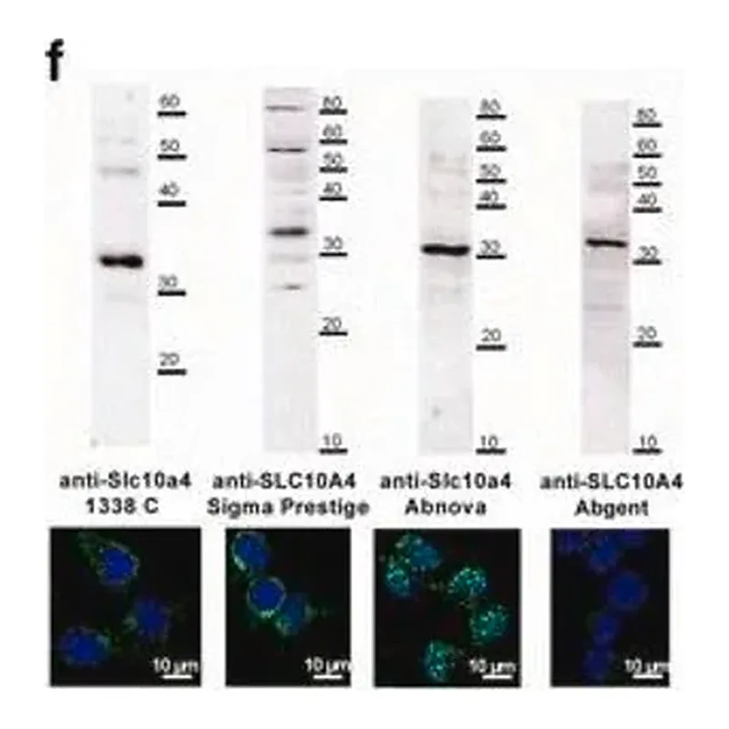 Merck Anti-SLC10A4 antibody produced in rabbit