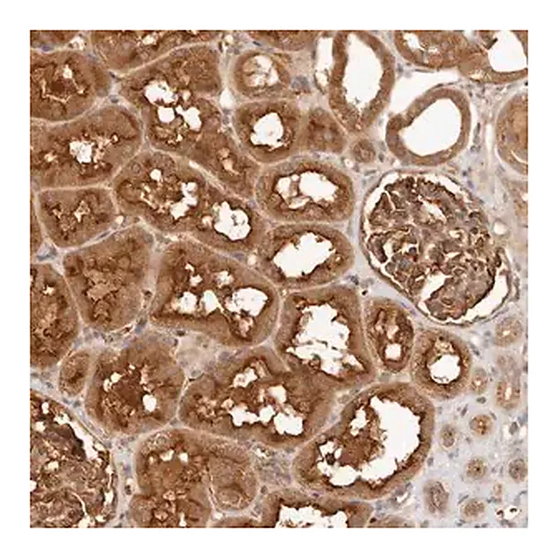 Merck Anti-FREM2 antibody produced in rabbit