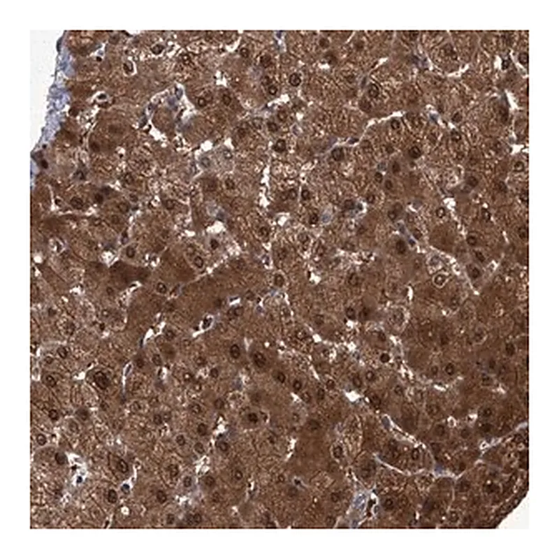 Merck Anti-ZNF274 antibody produced in rabbit