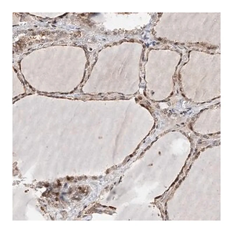 Merck Anti-PLPP3 antibody produced in rabbit