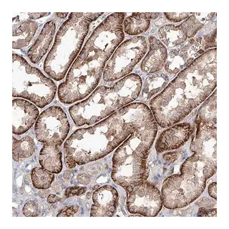 Merck Anti-AKAP10 antibody produced in rabbit