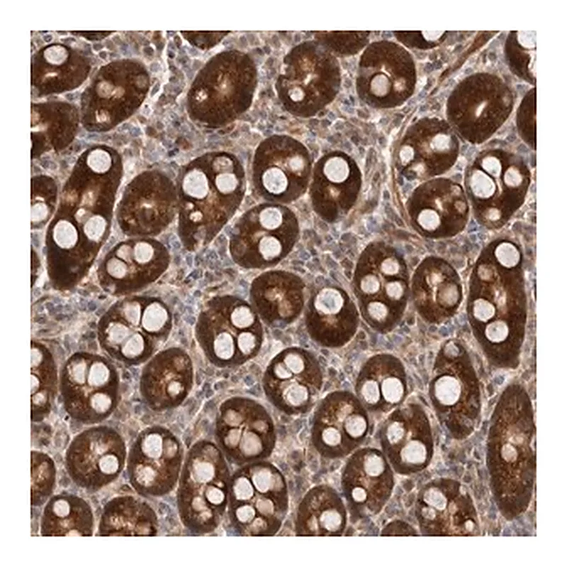 Merck Anti-SBDS antibody produced in rabbit