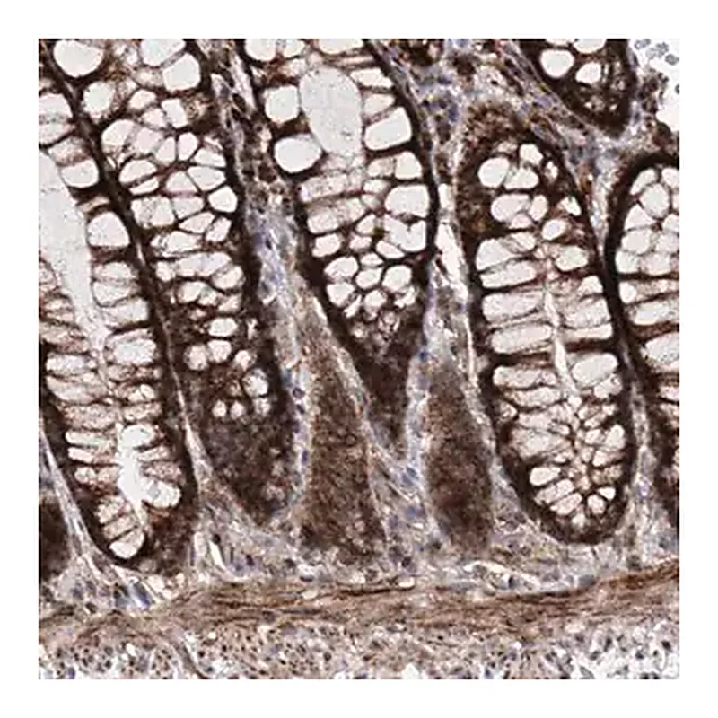 Merck Anti-DAD1 antibody produced in rabbit