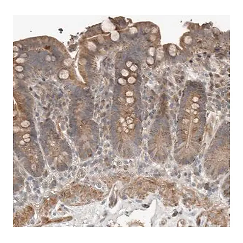 Merck Anti-SLC6A7 antibody produced in rabbit
