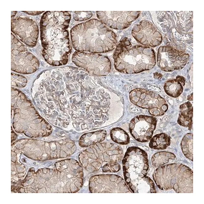 Merck Anti-TUBE1 antibody produced in rabbit