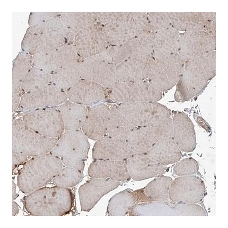Merck Anti-HOXC8 antibody produced in rabbit