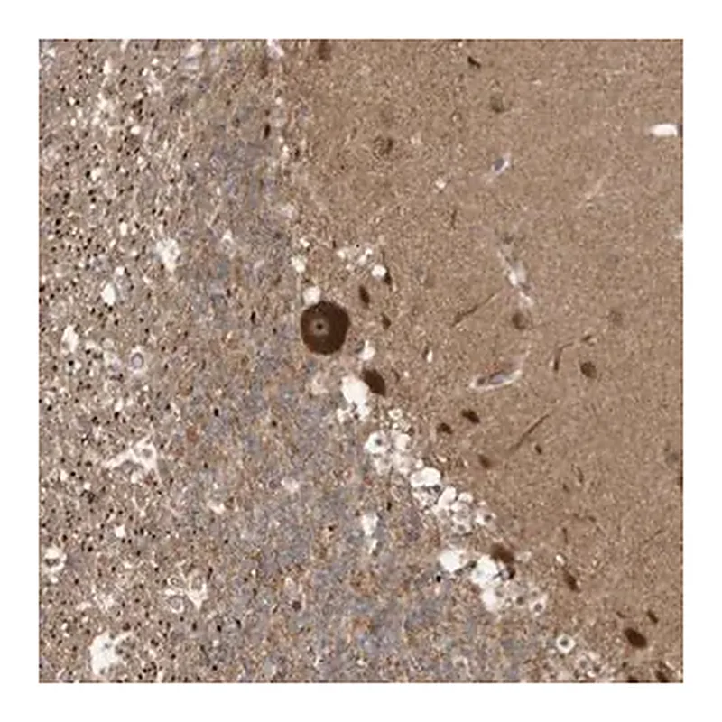 Merck Anti-CARF antibody produced in rabbit