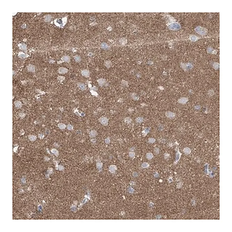 Merck Anti-SYN3 antibody produced in rabbit