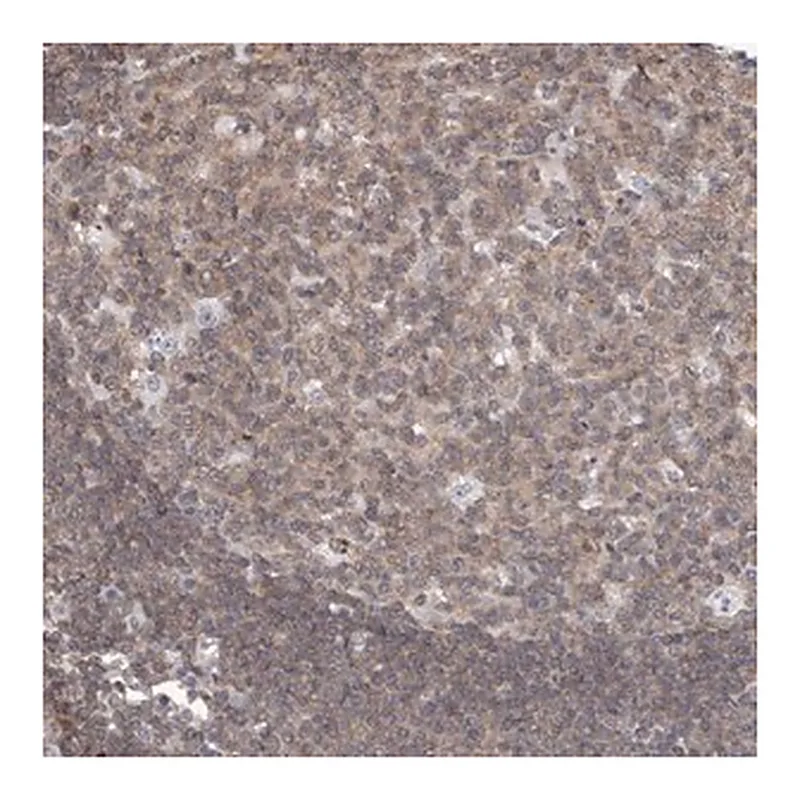 Merck Anti-MSL3 antibody produced in rabbit