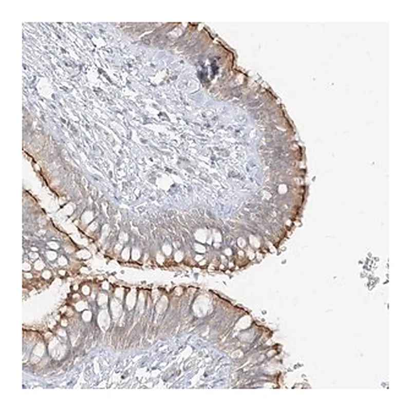 Merck Anti-ZIM3 antibody produced in rabbit