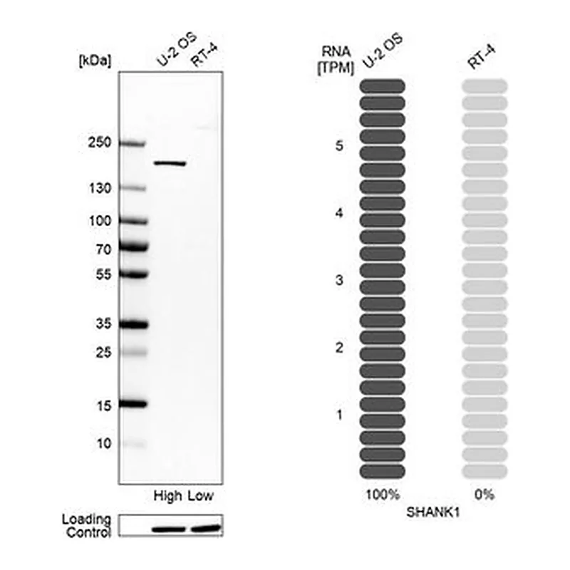 Merck Anti-SHANK1 antibody produced in rabbit