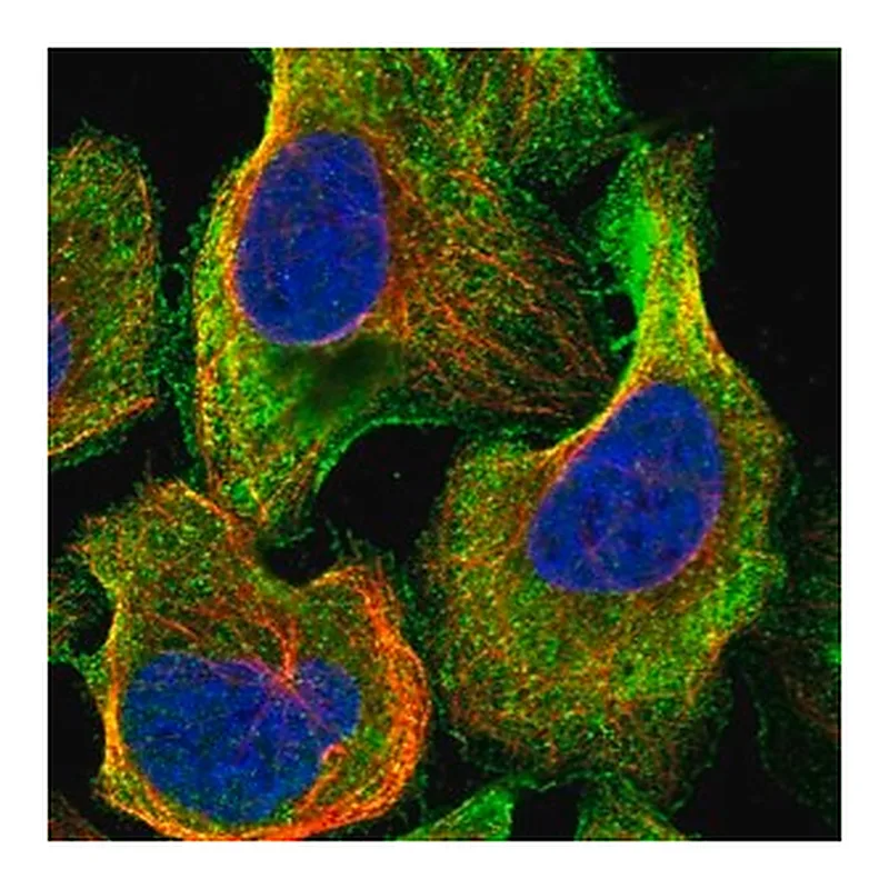 Merck Anti-TTLL5 antibody produced in rabbit