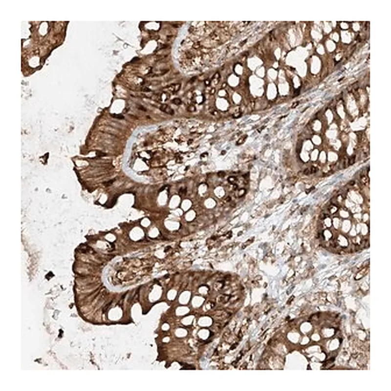 Merck Anti-CCDC115 antibody produced in rabbit