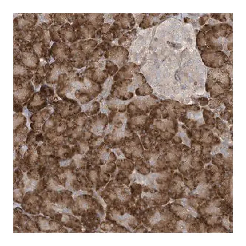 Merck Anti-DDIT4 antibody produced in rabbit