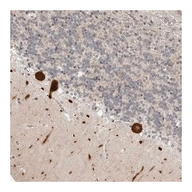 Merck Anti-PPP2R5C antibody produced in rabbit