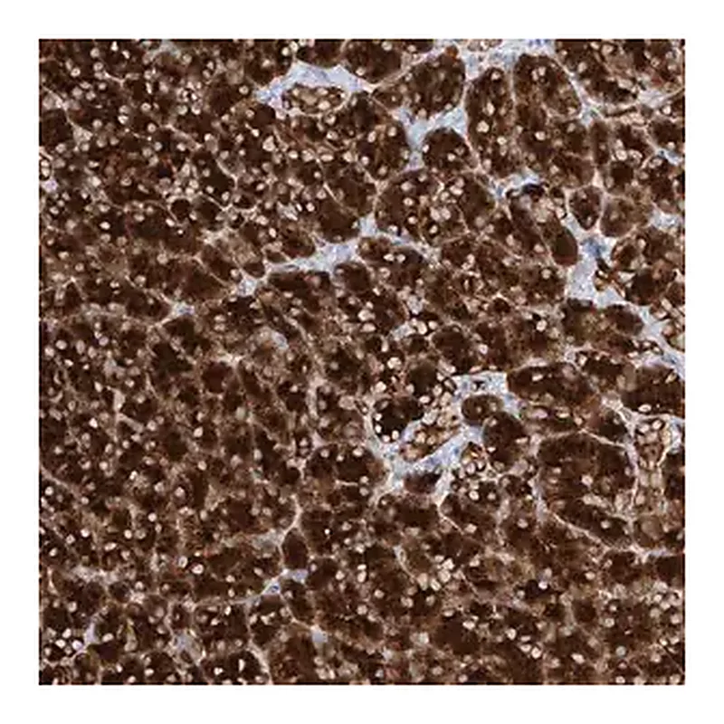 Merck Anti-PPEF1 antibody produced in rabbit