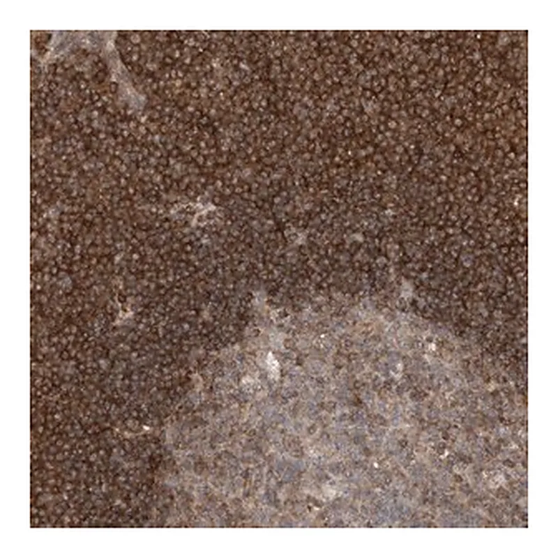 Merck Anti-CASP4 antibody produced in rabbit