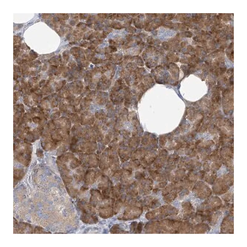 Merck Anti-RPL4 antibody produced in rabbit