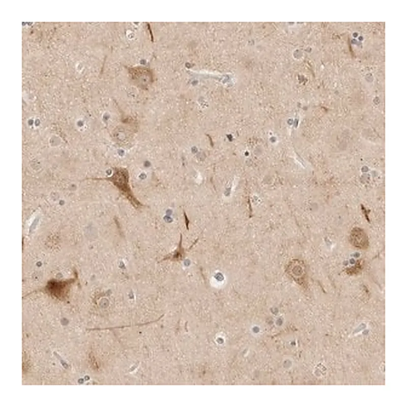Merck Anti-PCDH19 antibody produced in rabbit