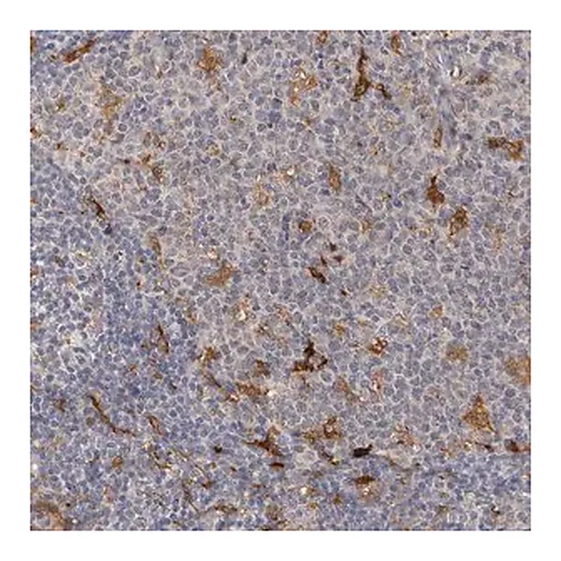 Merck Anti-PTAFR antibody produced in rabbit