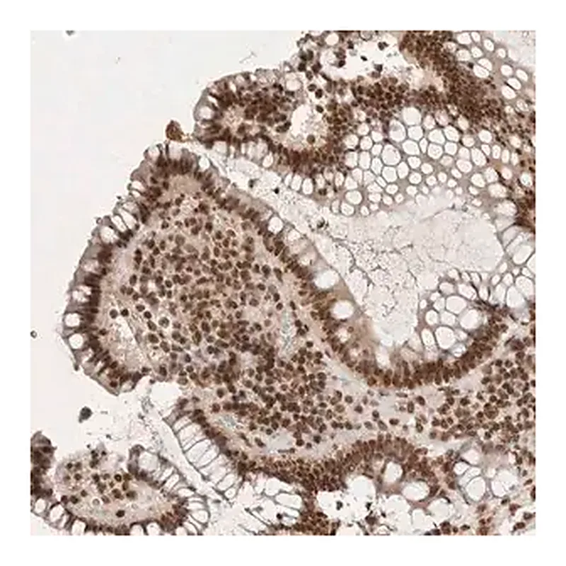 Merck Anti-NKX3-2 antibody produced in rabbit