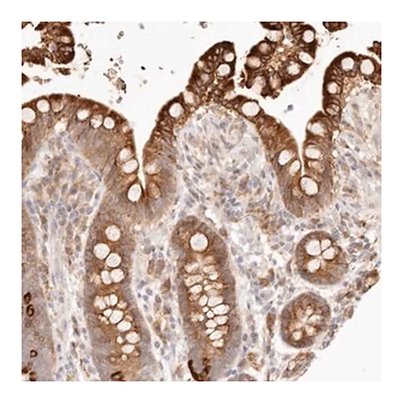 Merck Anti-C1orf127 antibody produced in rabbit