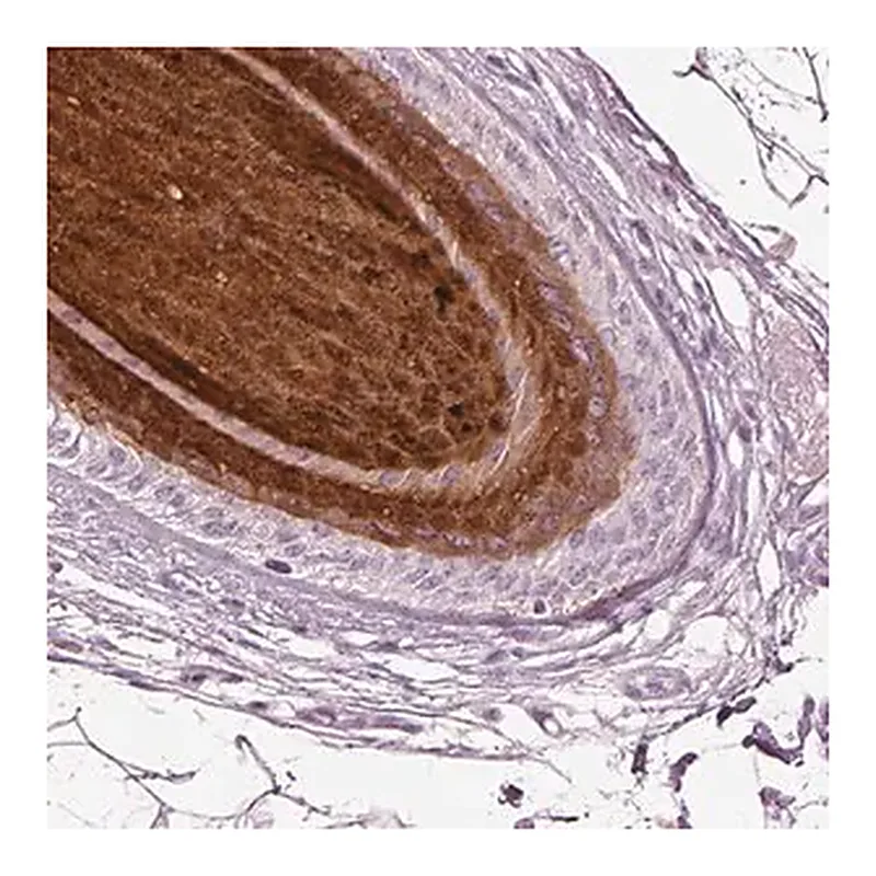 Merck Anti-PRR9 antibody produced in rabbit
