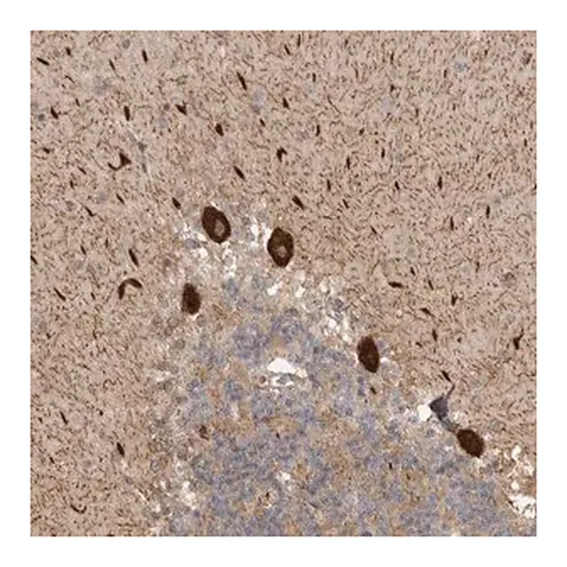 Merck Anti-DNAH14 antibody produced in rabbit