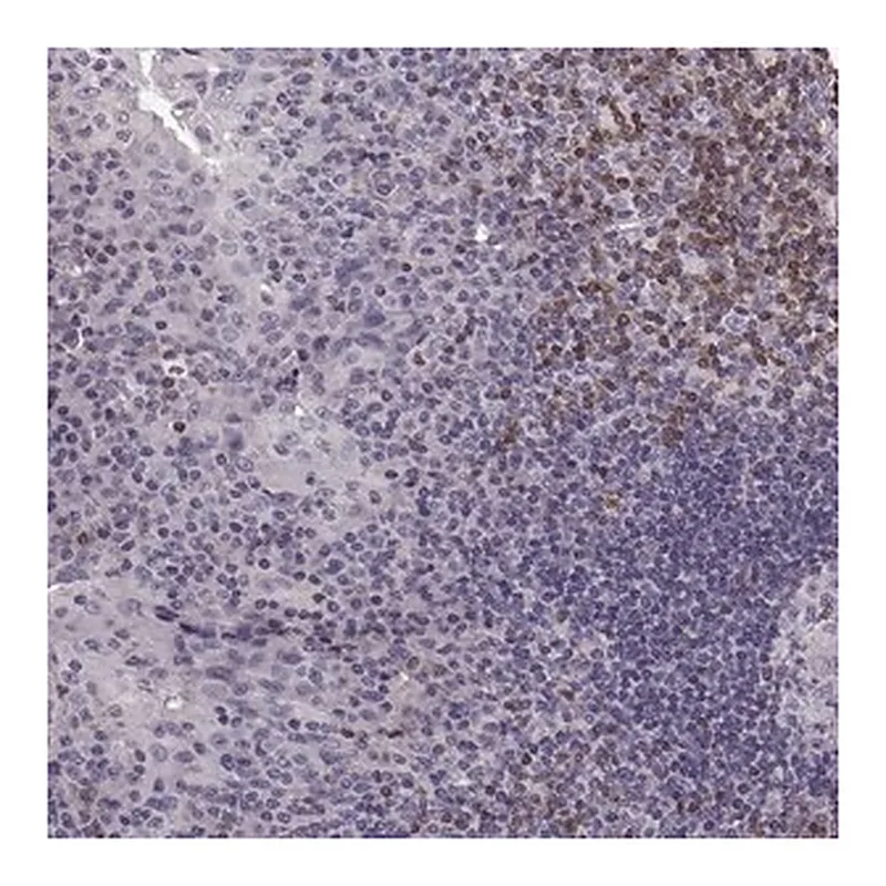 Merck Anti-CDC42SE1 antibody produced in rabbit