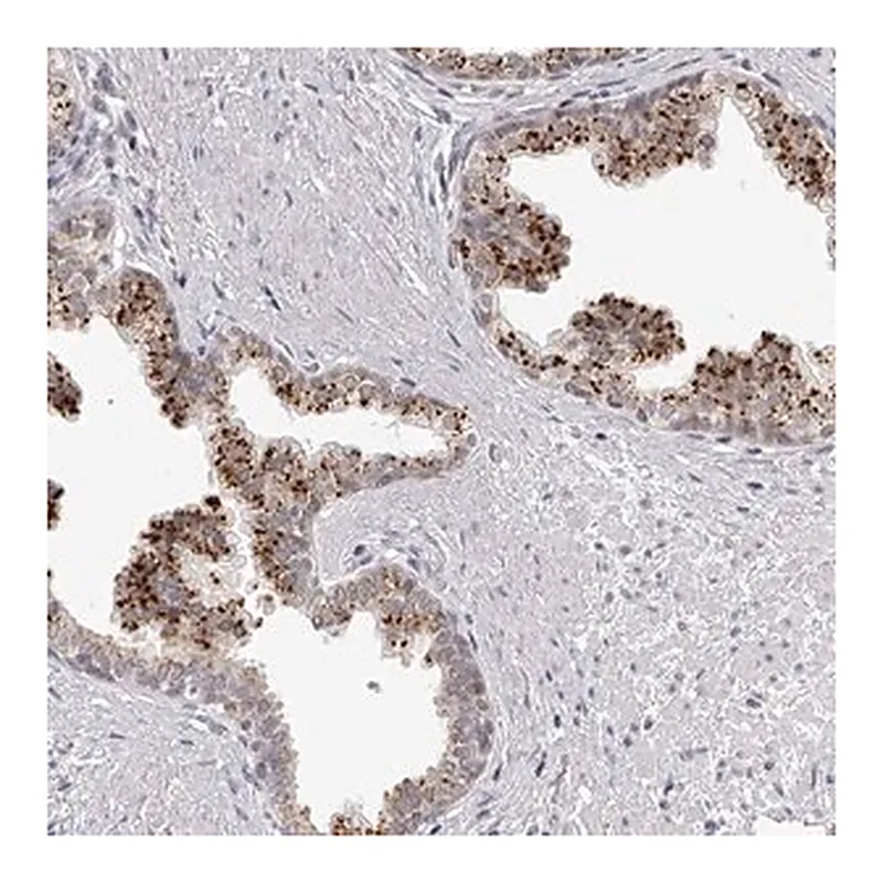 Merck Anti-RNF220 antibody produced in rabbit