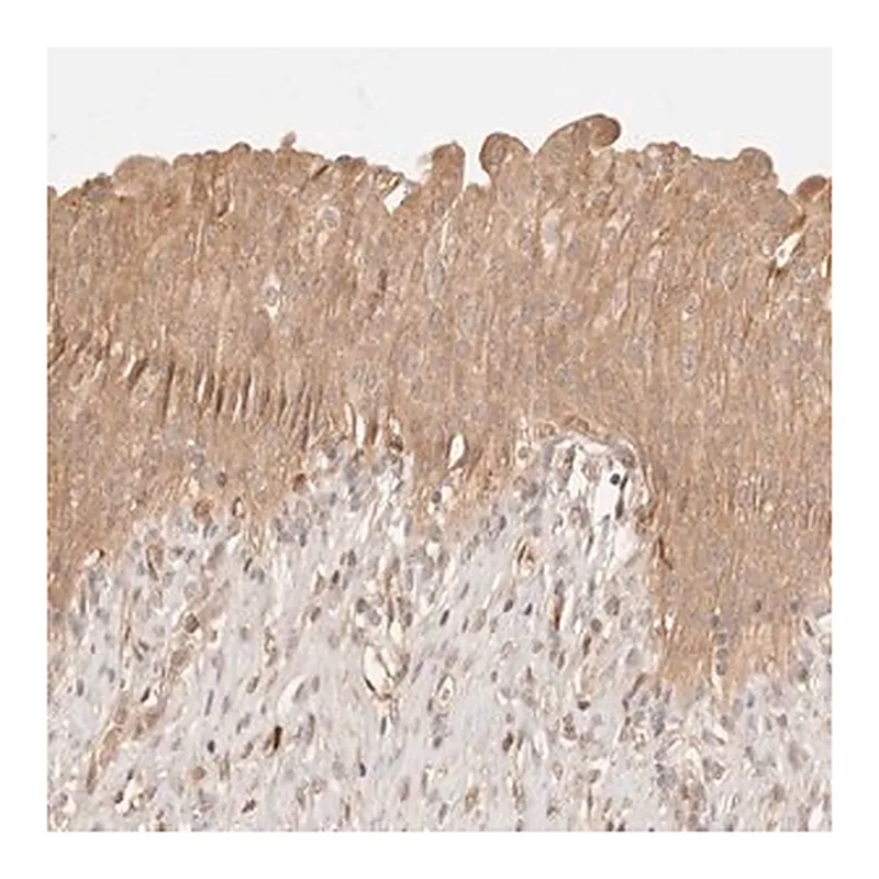 Merck Anti-PHLDA3 antibody produced in rabbit