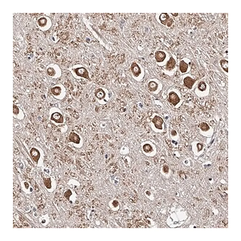 Merck Anti-RSC1A1 antibody produced in rabbit
