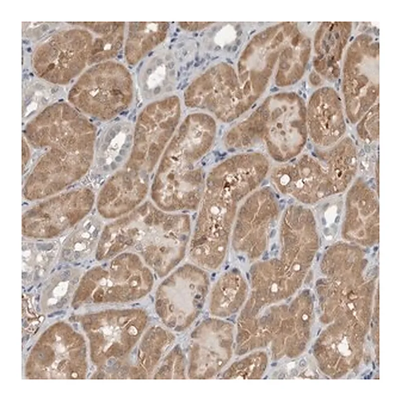 Merck Anti-KYAT1 antibody produced in rabbit