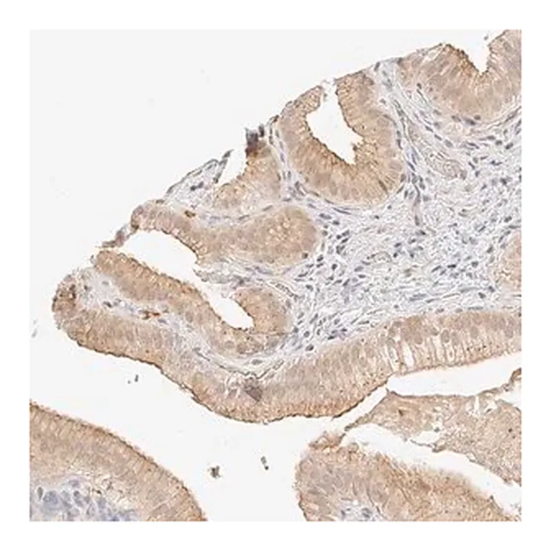 Merck Anti-ZFP69 antibody produced in rabbit