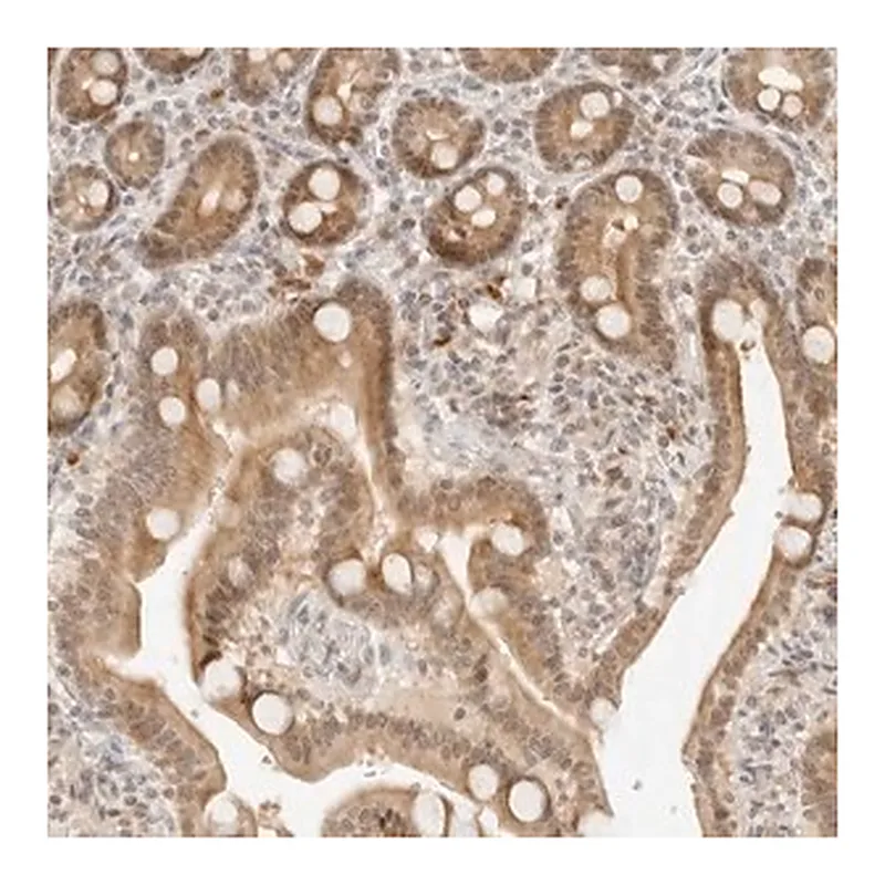 Merck Anti-NEO1 antibody produced in rabbit