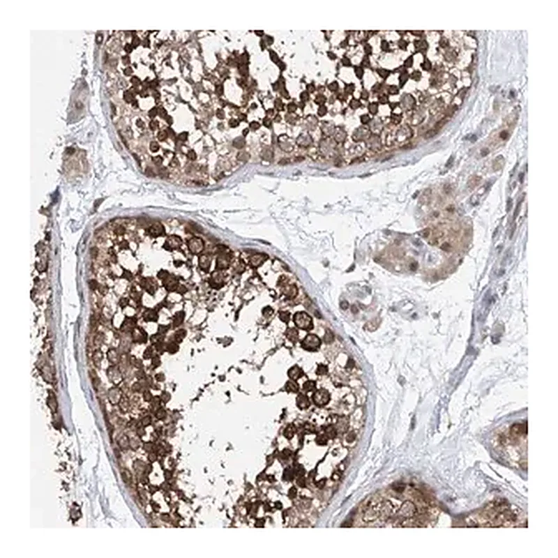Merck Anti-CETN1 antibody produced in rabbit