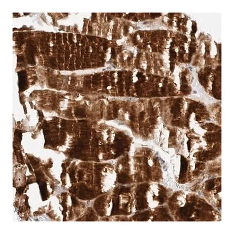 Merck Anti-MAP2K5 antibody produced in rabbit