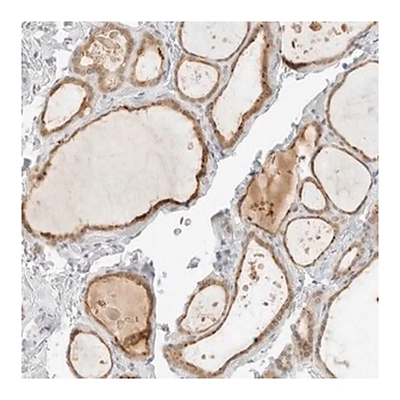 Merck Anti-NEO1 antibody produced in rabbit