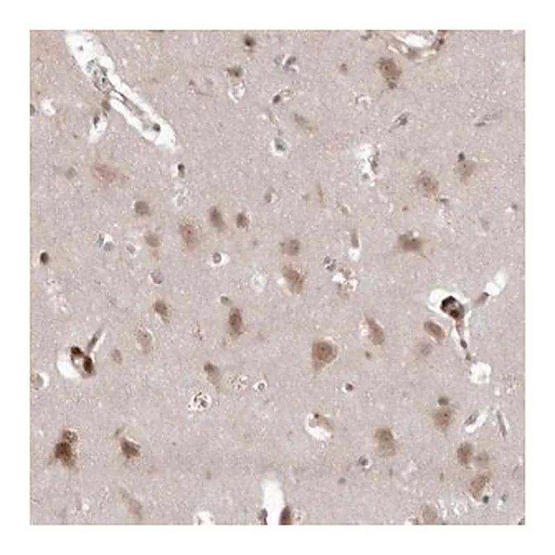 Merck Anti-USP43 antibody produced in rabbit