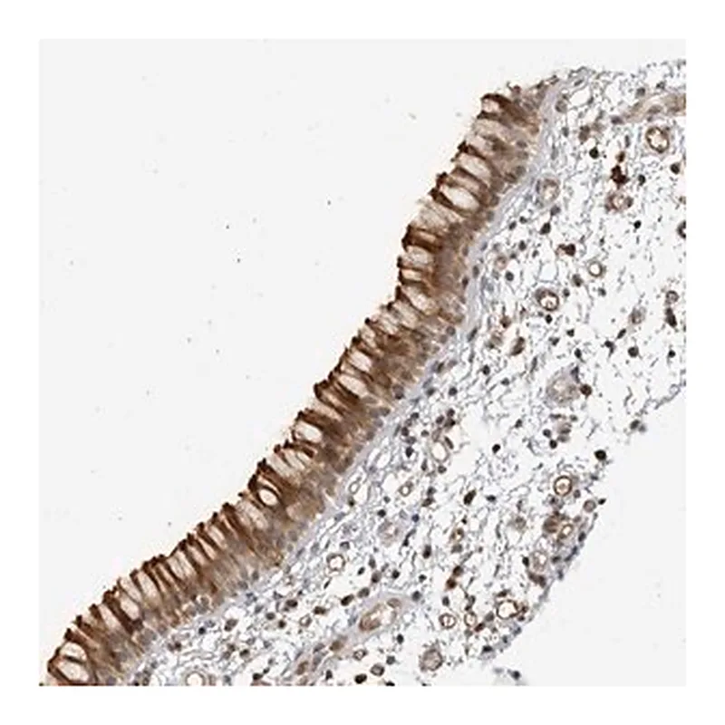 Merck Anti-CNBD1 antibody produced in rabbit