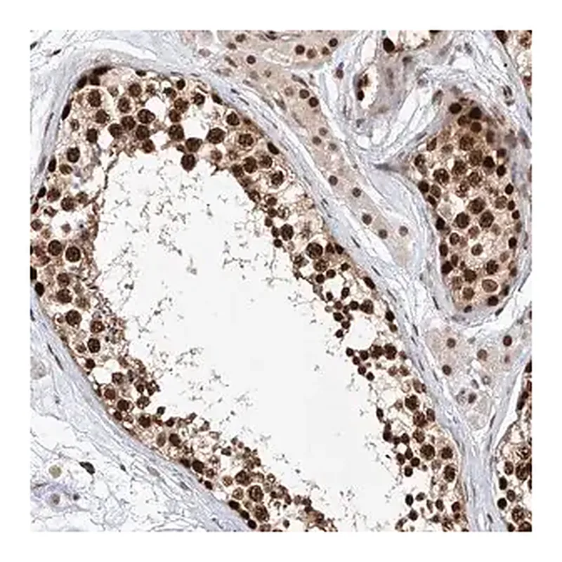 Merck Anti-ZNF470 antibody produced in rabbit