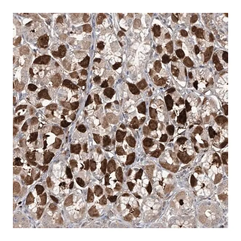 Merck Anti-SAMD3 antibody produced in rabbit