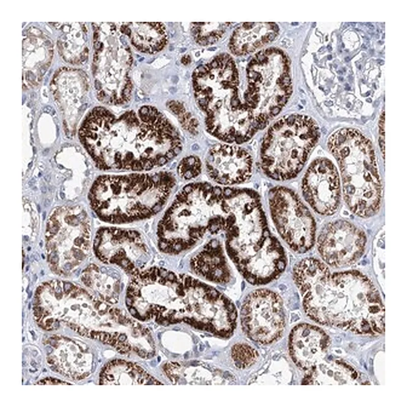Merck Anti-ZNF519 antibody produced in rabbit
