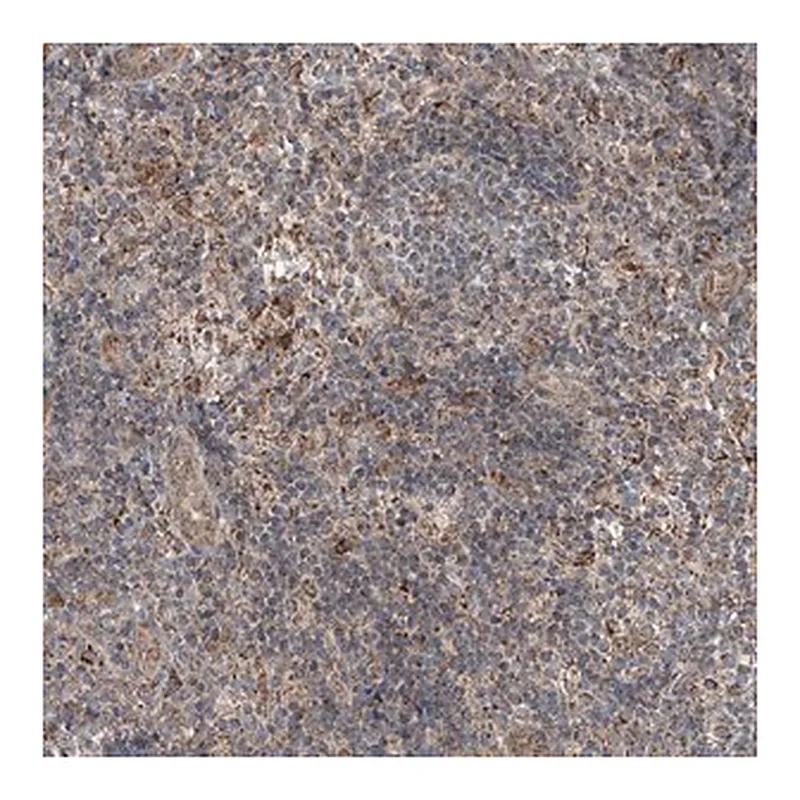 Merck Anti-SAMD3 antibody produced in rabbit