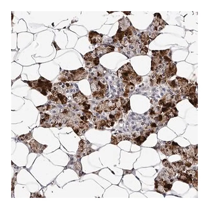 Merck Anti-TAF4B antibody produced in rabbit