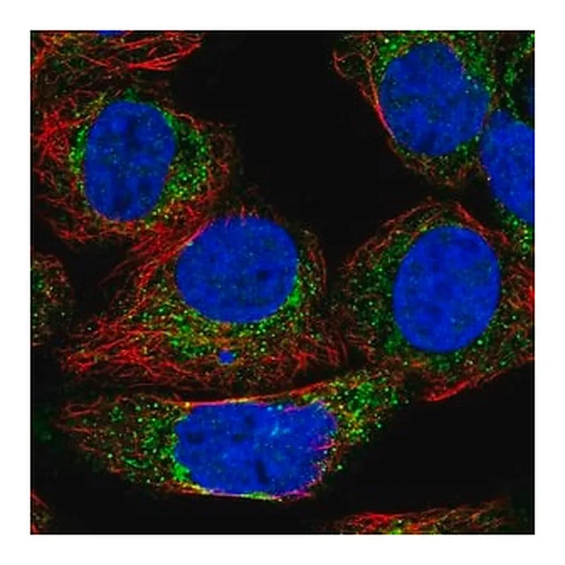 Merck Anti-KHDC1 antibody produced in rabbit