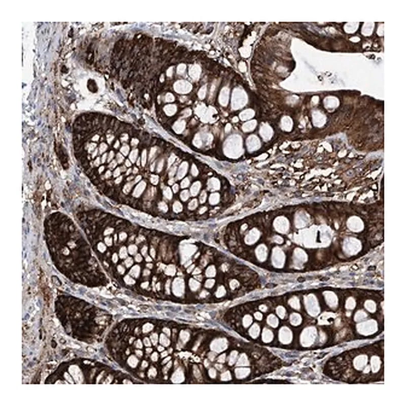 Merck Anti-ZNF484 antibody produced in rabbit