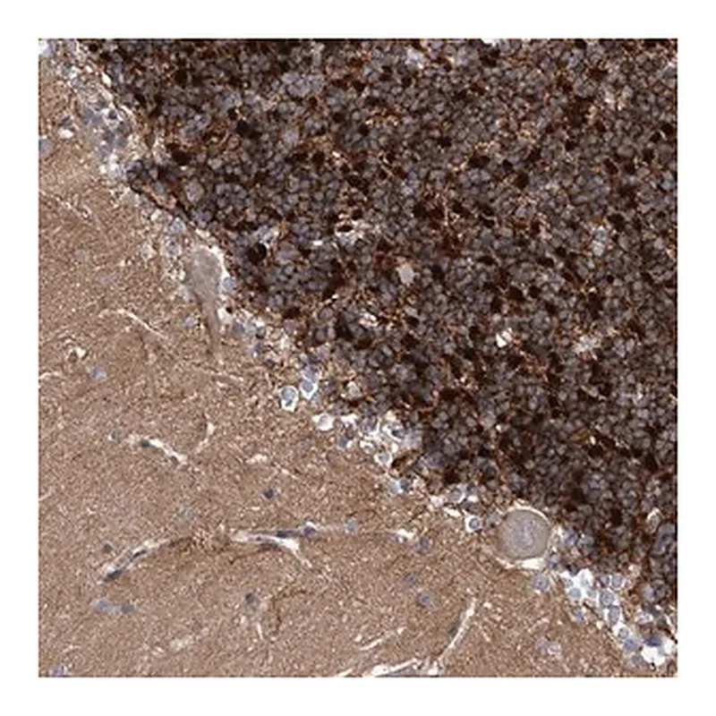 Merck Anti-KCND2 antibody produced in rabbit