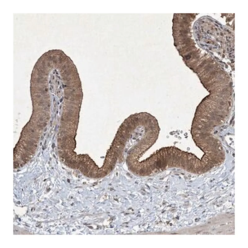 Merck Anti-NRBP2 antibody produced in rabbit